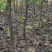 二年秋月梨苗，基地直批，品质保证，免费栽植技术，量大价优
