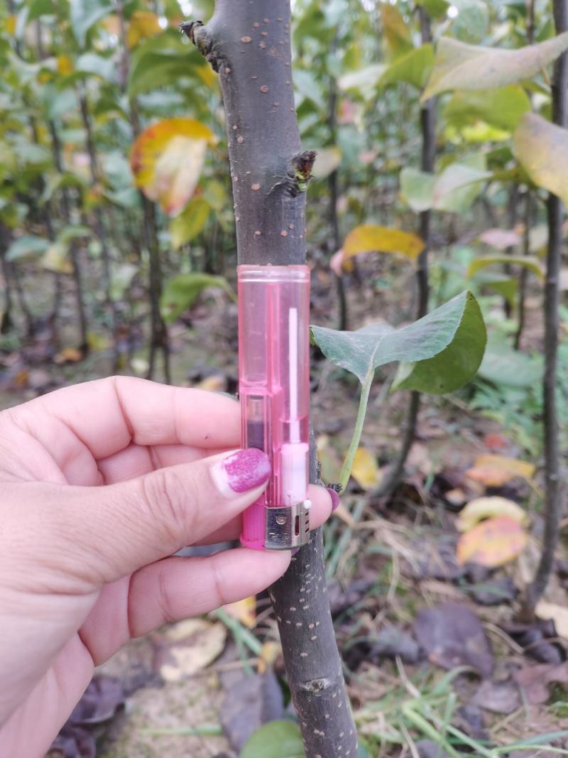 二年秋月梨苗，基地直批，品质保证，免费栽植技术，量大价优