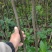 二年秋月梨苗，基地直批，品质保证，免费栽植技术，量大价优
