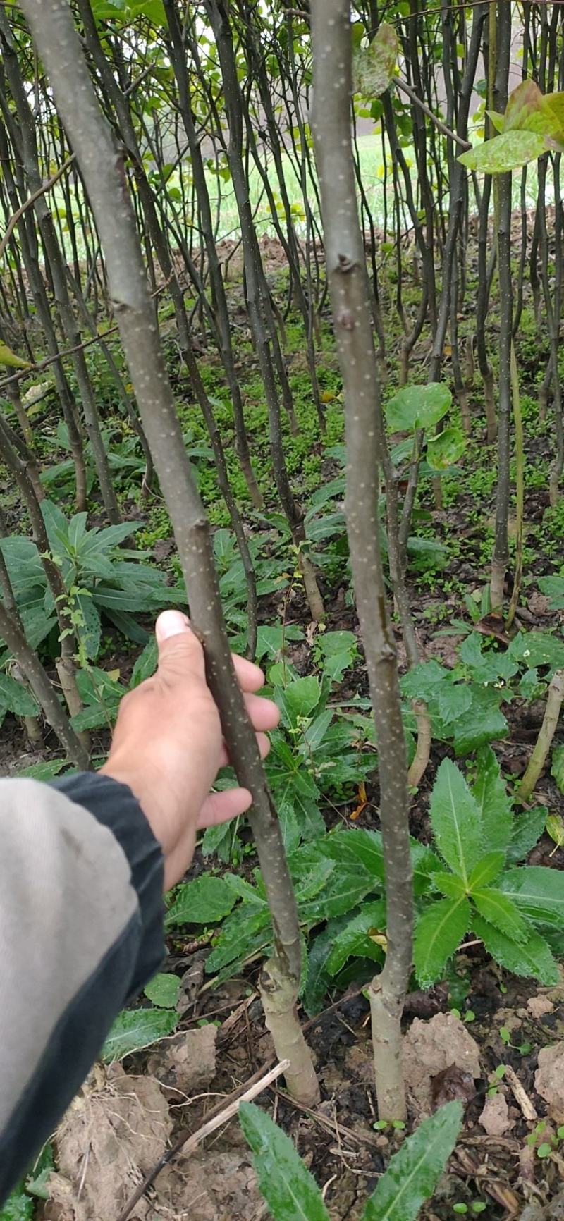 二年秋月梨苗，基地直批，品质保证，免费栽植技术，量大价优