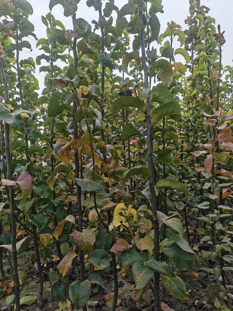 二年秋月梨苗，基地直批，品质保证，免费栽植技术，量大价优
