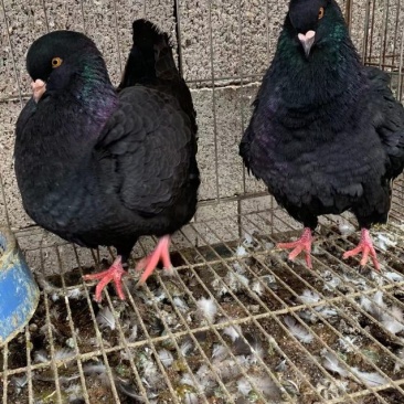 元宝鸽，摩登那观赏鸽公斤鸽自家养殖元宝鸽