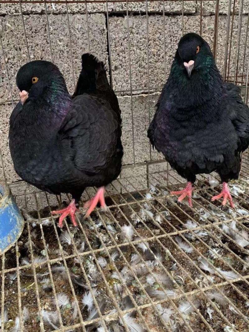 元宝鸽，摩登那观赏鸽公斤鸽自家养殖元宝鸽