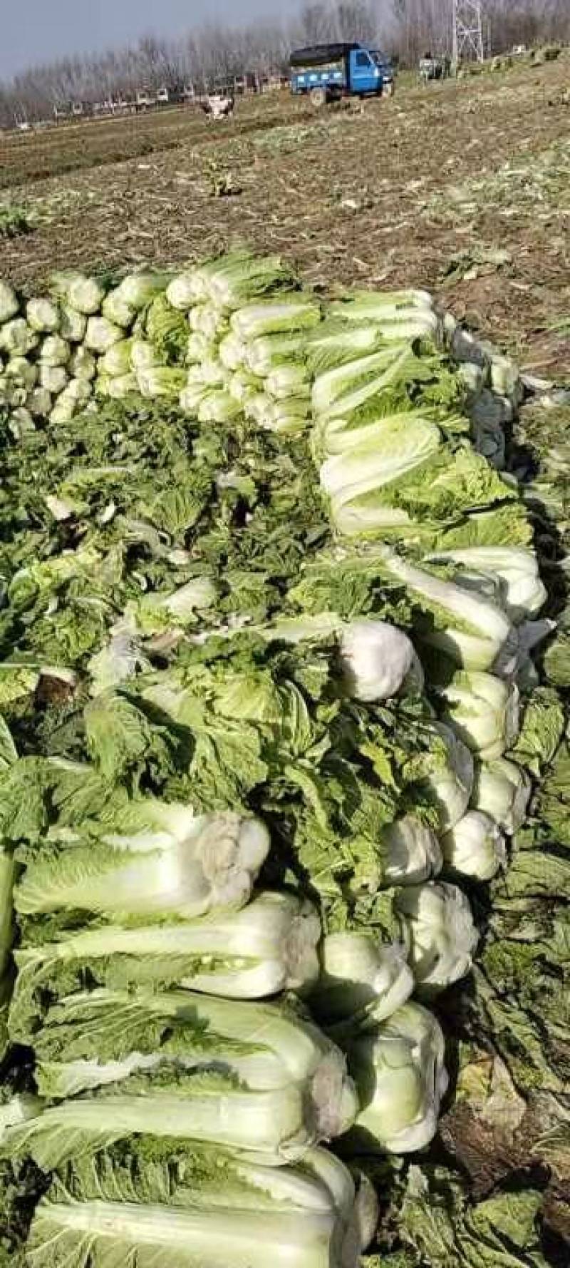 河北大白菜，北京新三号大白菜，产地直发，货源充足！