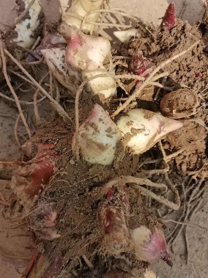 美人蕉种球基地直销大花美人蕉种球红色黄色