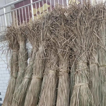 白洋淀干蒲草大量出售