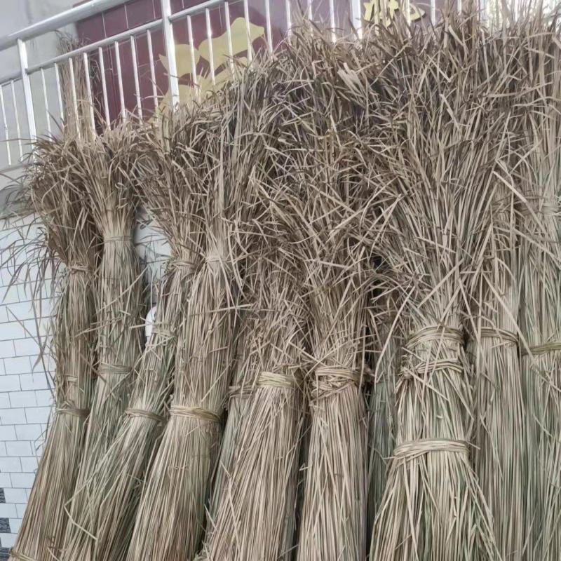 白洋淀干蒲草大量出售