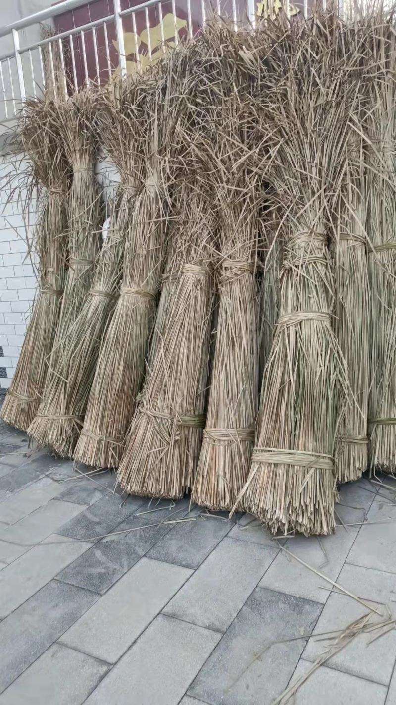 白洋淀干蒲草大量出售