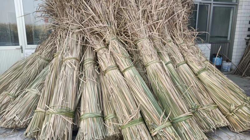白洋淀干蒲草大量出售