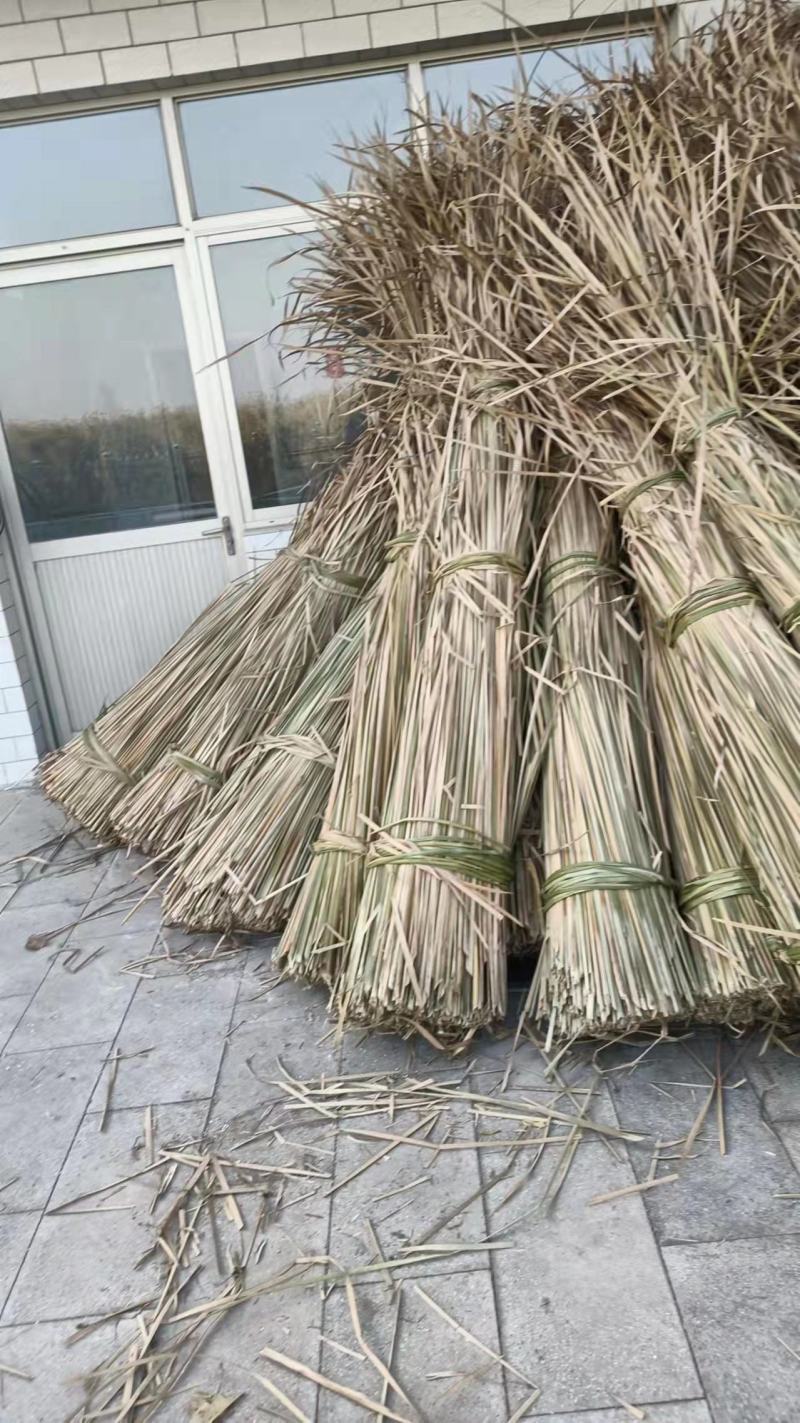 白洋淀干蒲草大量出售