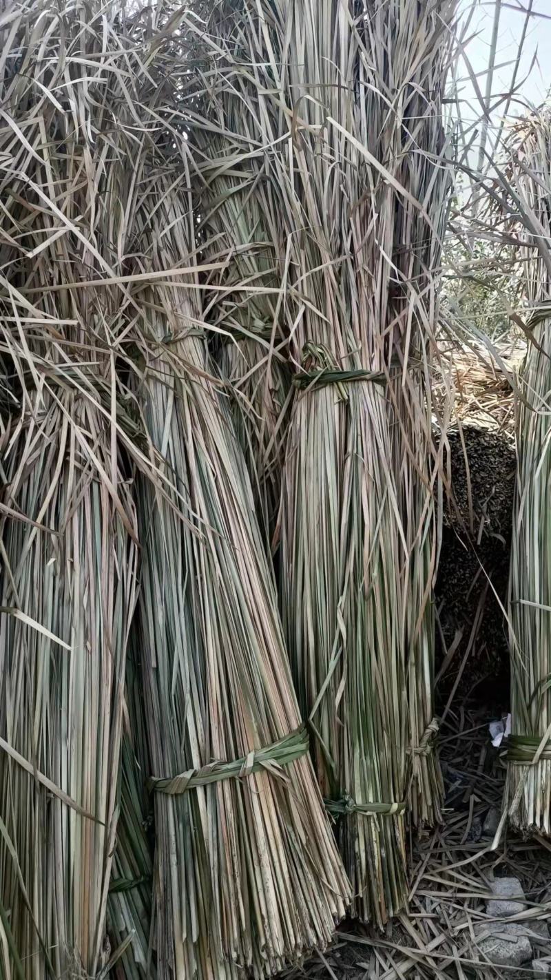 白洋淀干蒲草大量出售