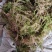 苔藓干鲜货干净够干大量批发冬眠佳品地绿化等