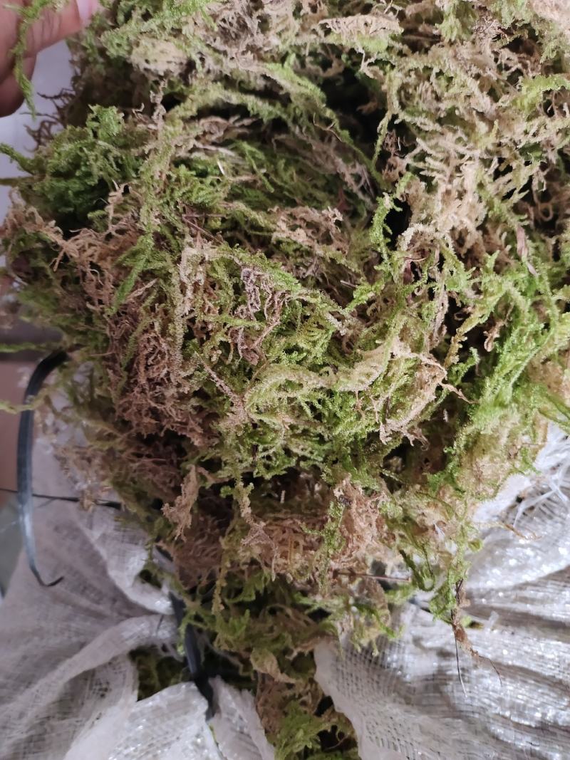 苔藓干鲜货干净够干大量批发冬眠佳品地绿化等