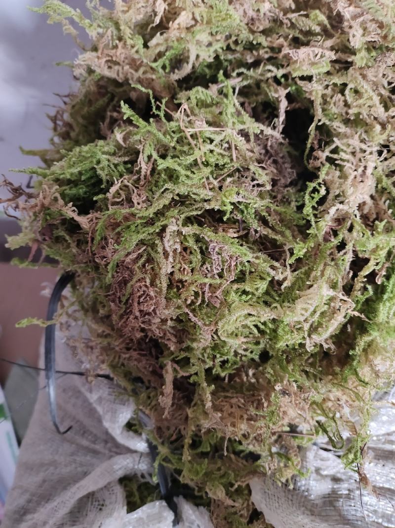 苔藓干鲜货干净够干大量批发冬眠佳品地绿化等