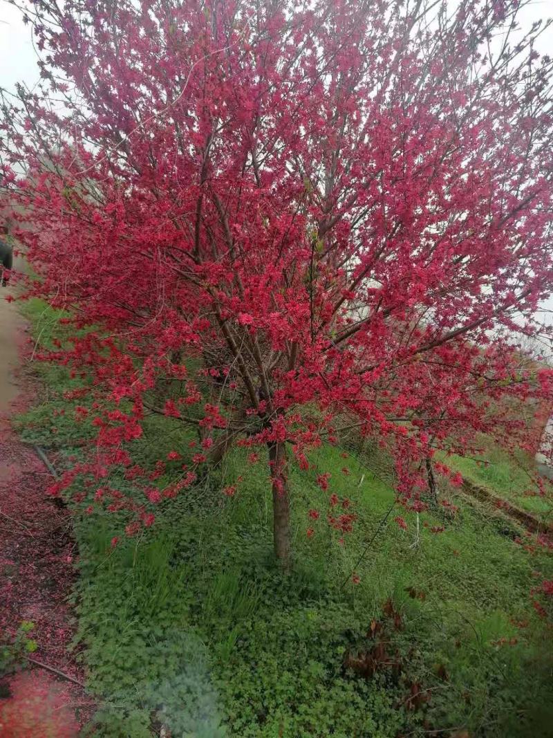菊花桃，6～12公分，有需要老板联系，