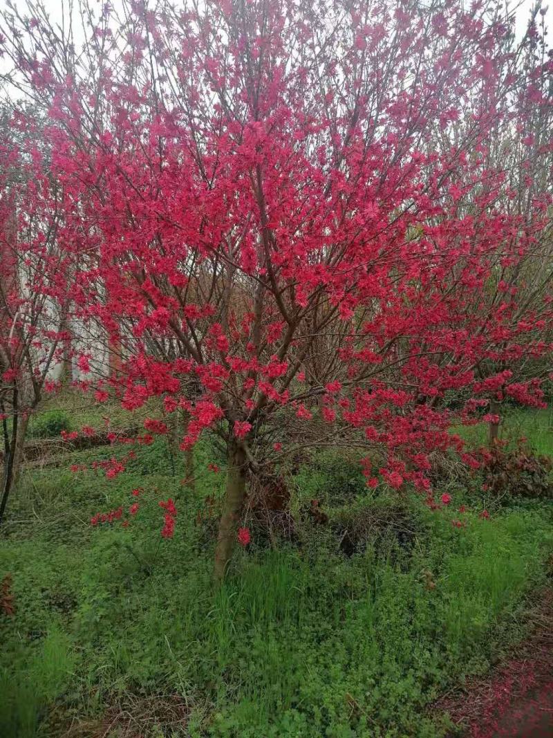 菊花桃，6～12公分，有需要老板联系，