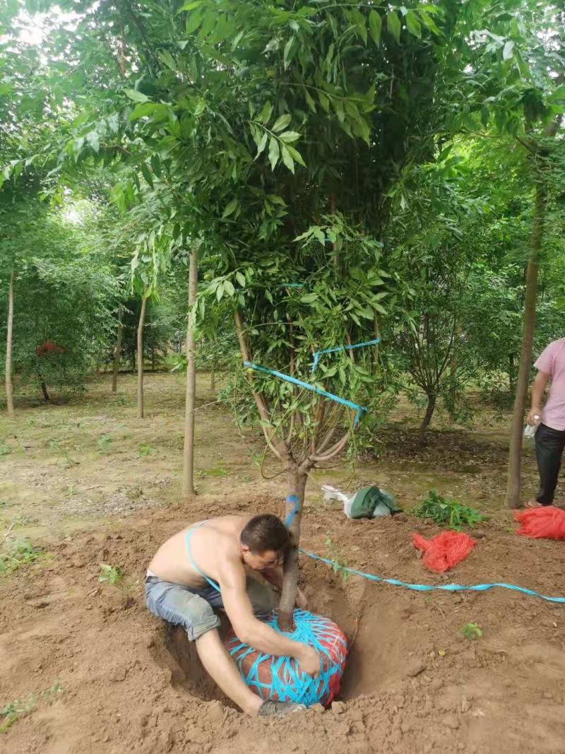 菊花桃，6～12公分，有需要老板联系，