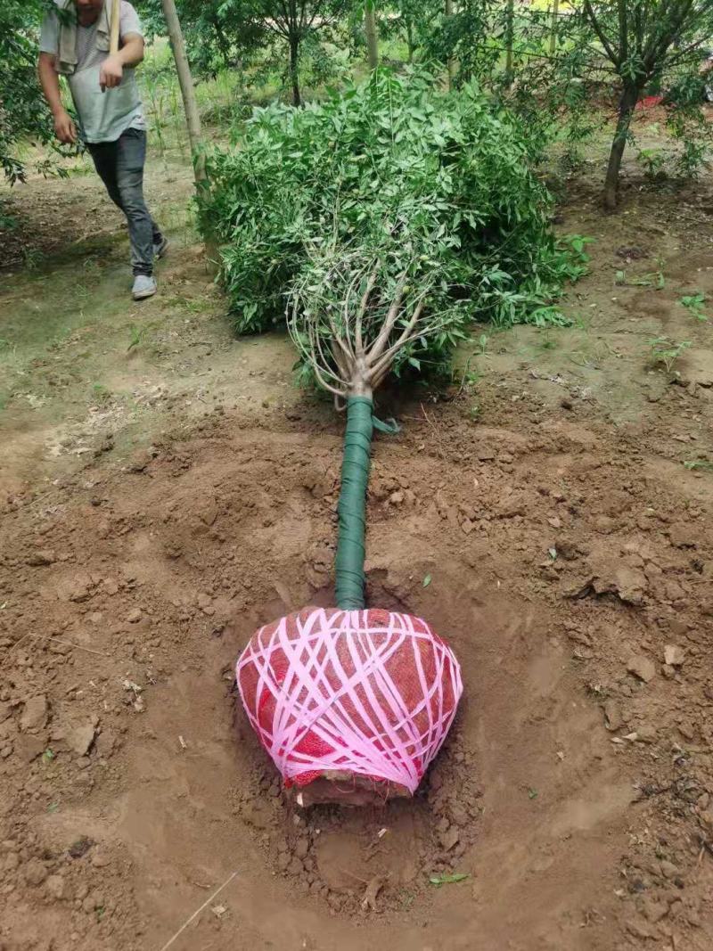 菊花桃，6～12公分，有需要老板联系，