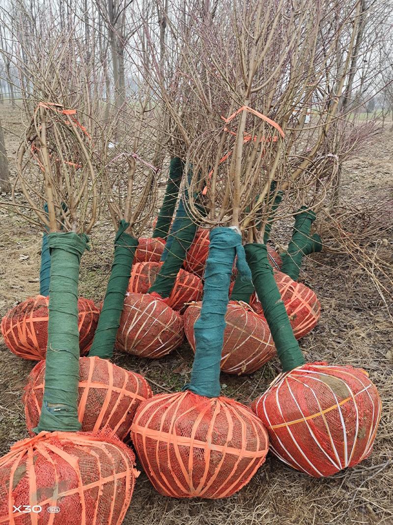 菊花桃，6～12公分，有需要老板联系，