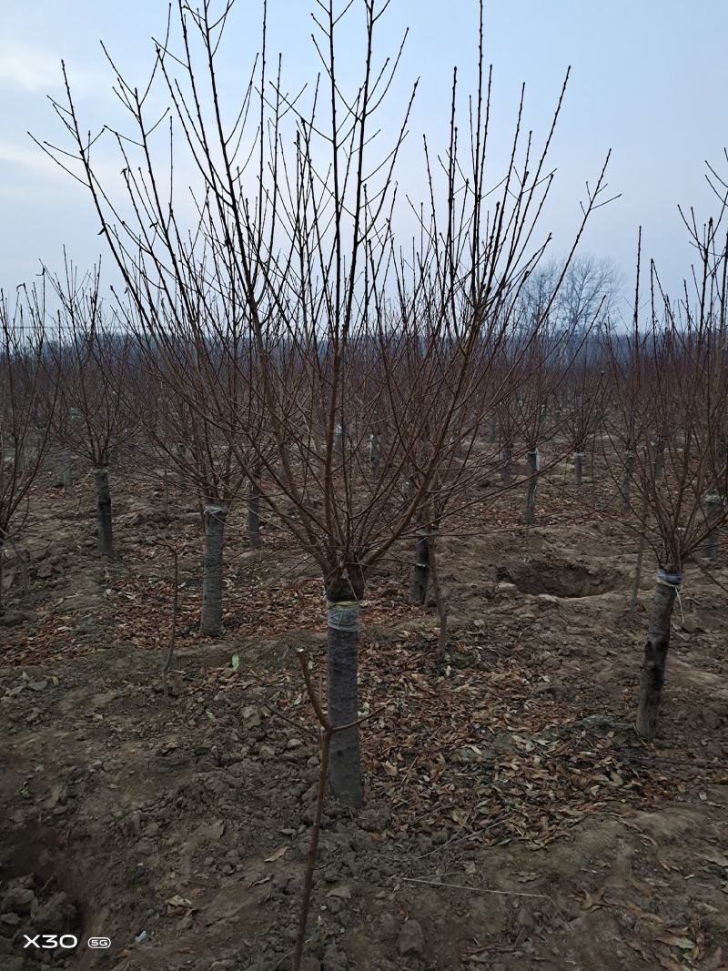 菊花桃，6～12公分，有需要老板联系，