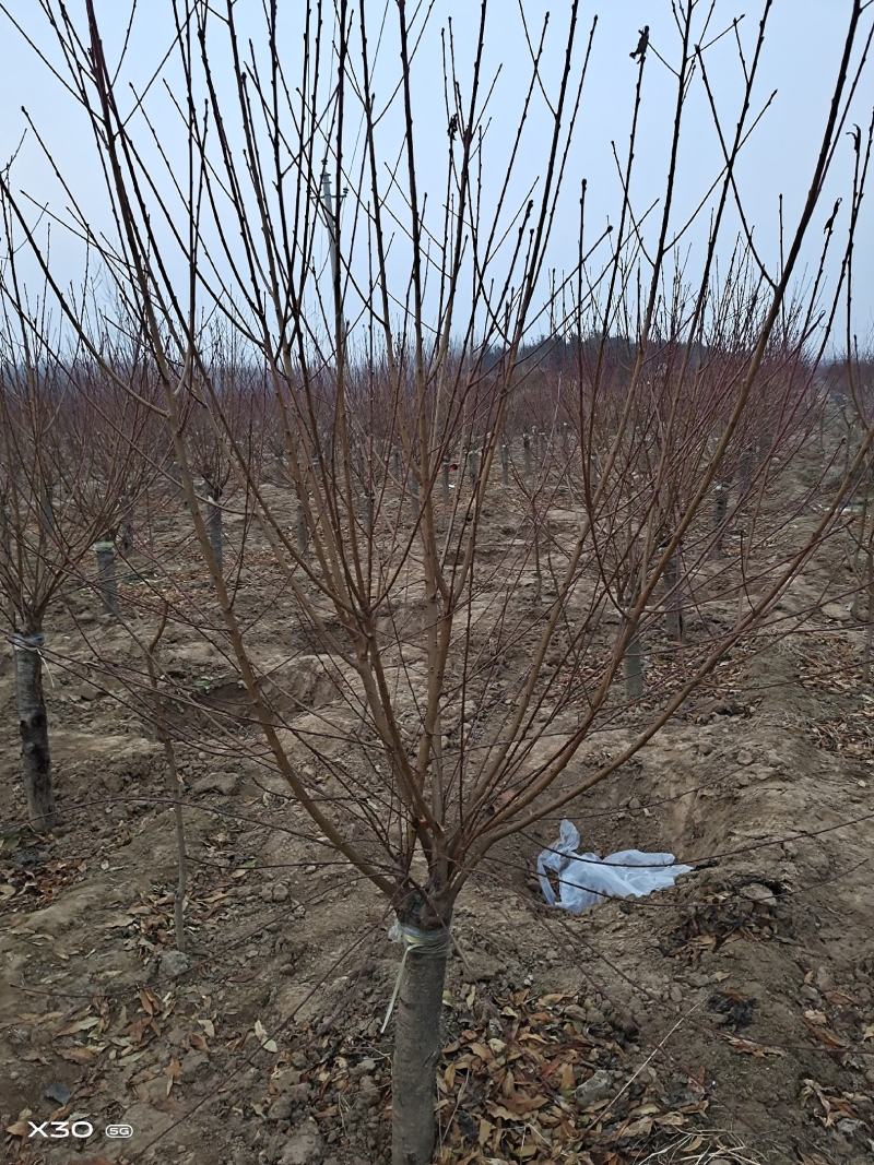 菊花桃，6～12公分，有需要老板联系，