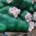 湖北发货黄心大白菜基地一手货源现砍现发接单发货
