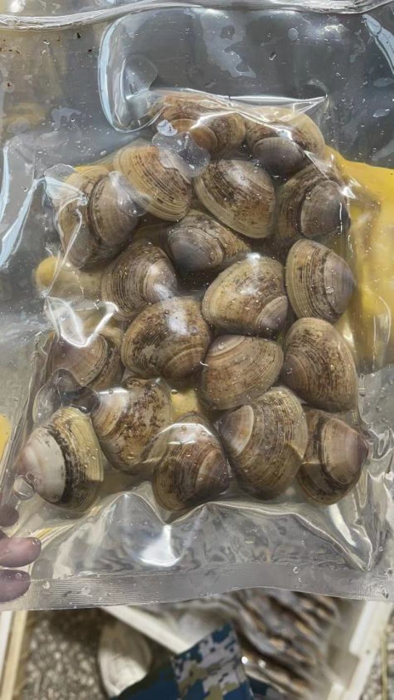 黄蚬子即食黄蚬子东港黄蚬子即食黄蚬子开袋无沙即食黄蚬子
