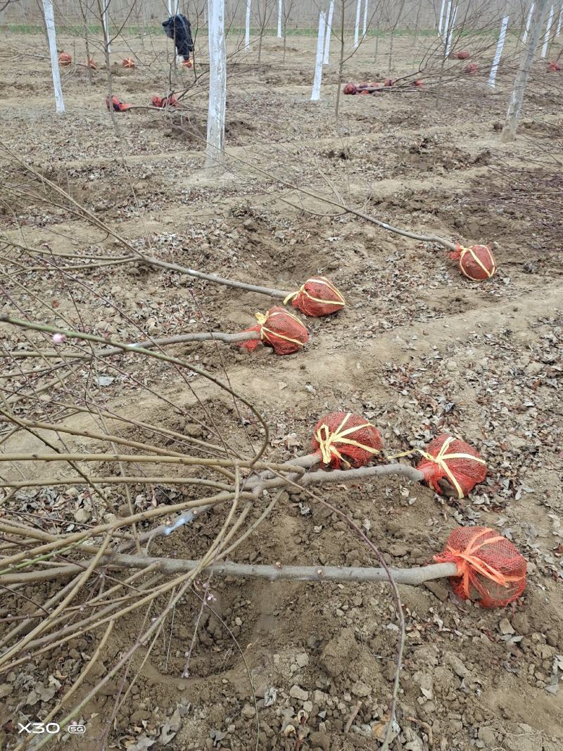 红叶桃碧桃树河南鄢陵货源6～12公分有货欢迎联系
