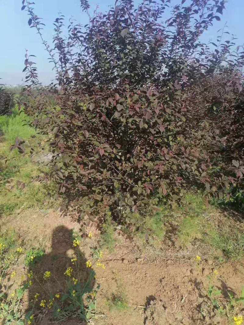 榆叶梅，河南鄢陵货源6～12公分有货，有需要的老板联系