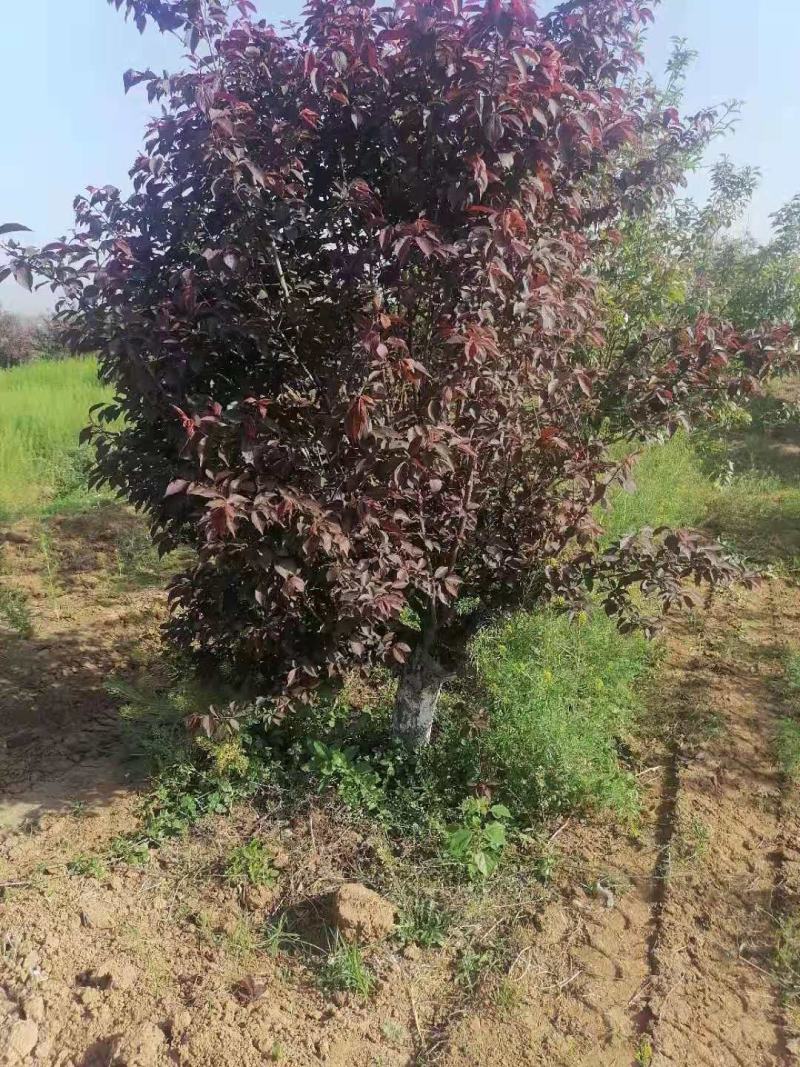 榆叶梅，河南鄢陵货源6～12公分有货，有需要的老板联系