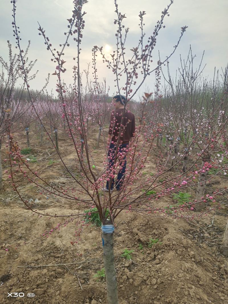榆叶梅，河南鄢陵货源6～12公分有货，有需要的老板联系