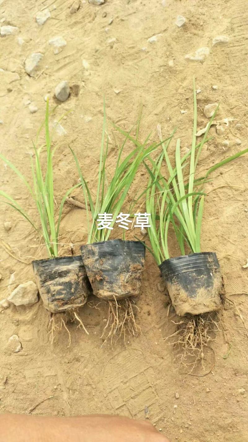 麦冬，中草药绿化植物，耐寒能力强，支持线上交易