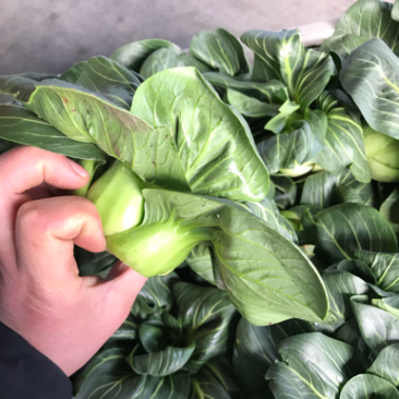 青菜苏州青整颗青菜包子店饭店常用整颗青菜