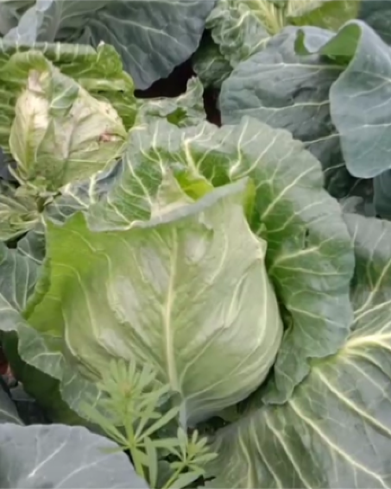 精品牛心菜，大量上市，产地销售