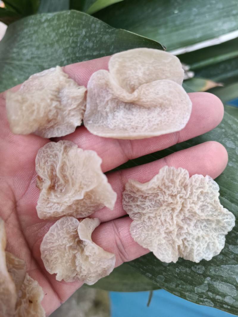 店长推荐羊肚耳种植基地直接发货干鲜沙耳珍珠菌猪肚菇竹耳菌