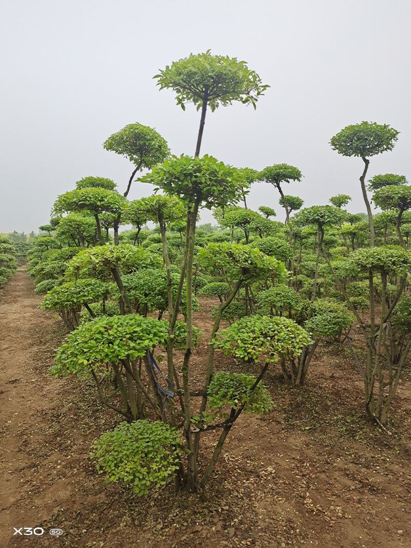 女贞造型，河南鄢陵货源，有需要的老板联系