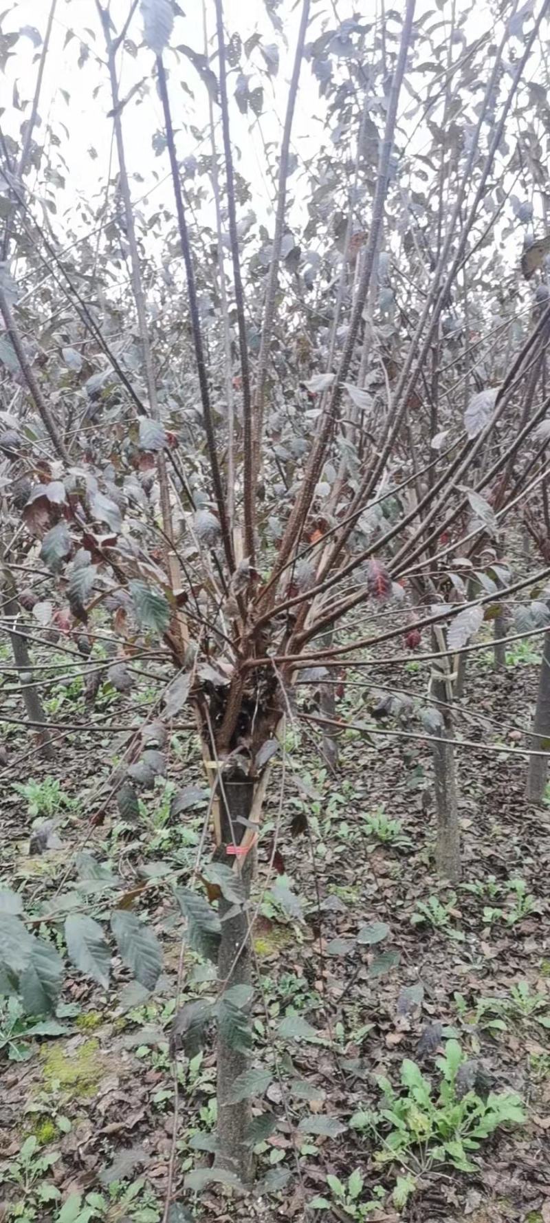 美人梅……河南鄢陵货源6～12公分有货，有需要的老板联系