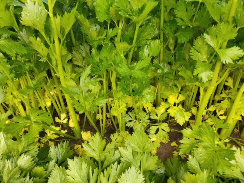 精品芹菜大量上市，