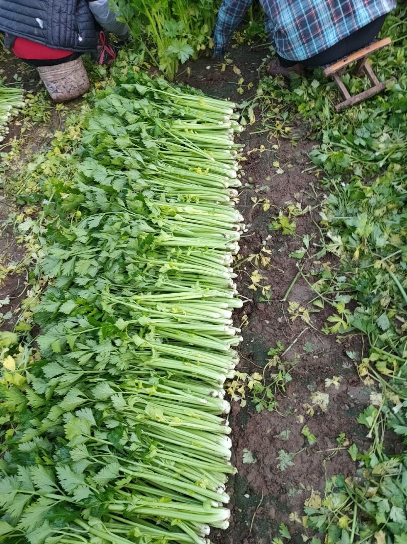 精品芹菜大量上市，