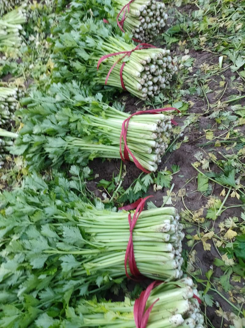 精品芹菜大量上市，