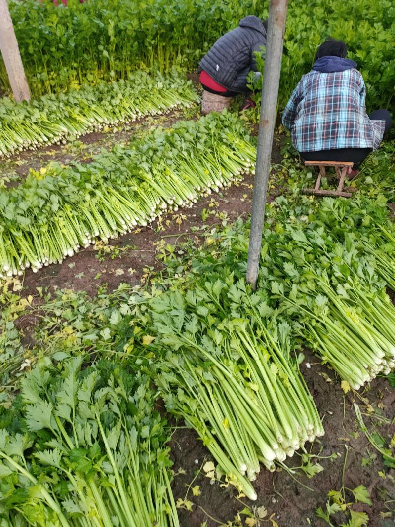 精品芹菜大量上市，