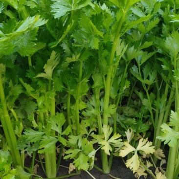 精品芹菜大量上市，
