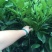 鸡尾葡萄柚，又称黄葡萄柚，甜葡萄柚