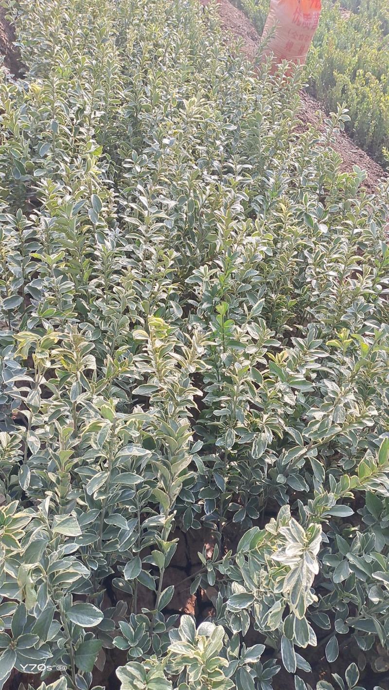 营养杯金边黄秧高45厘米以上杯子13/15厘米