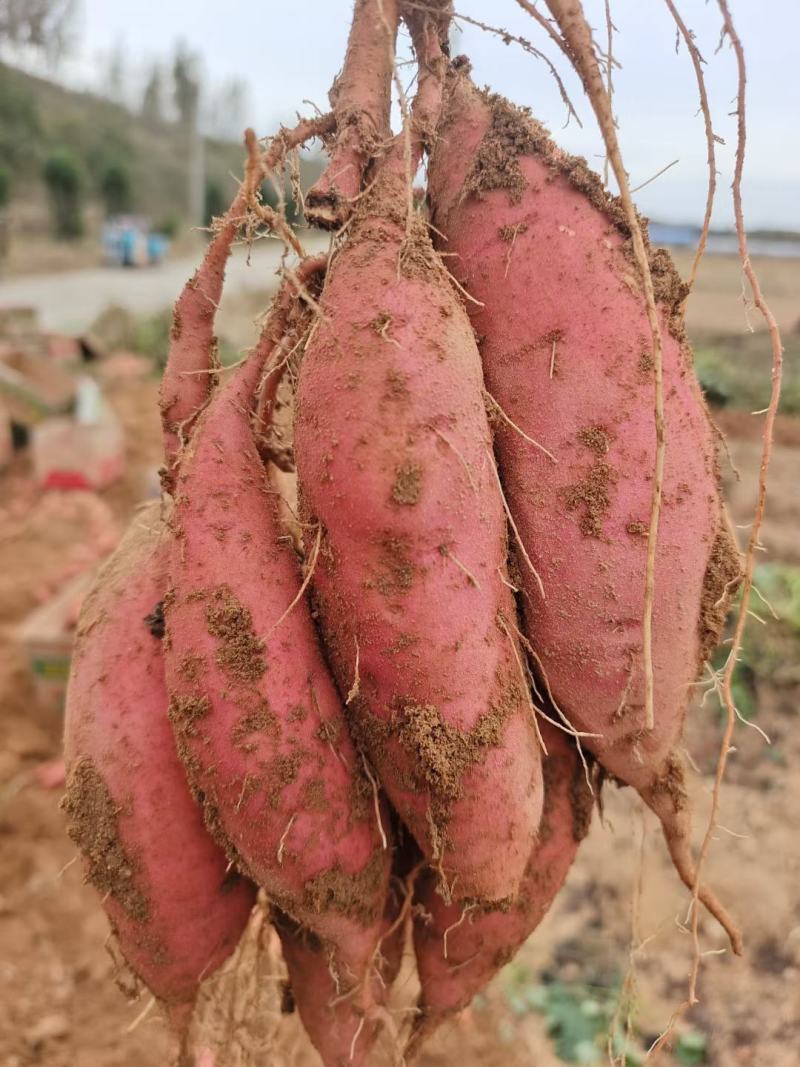 山东沂蒙山烟薯25地瓜，红薯大量上市中欢迎老板考察采购