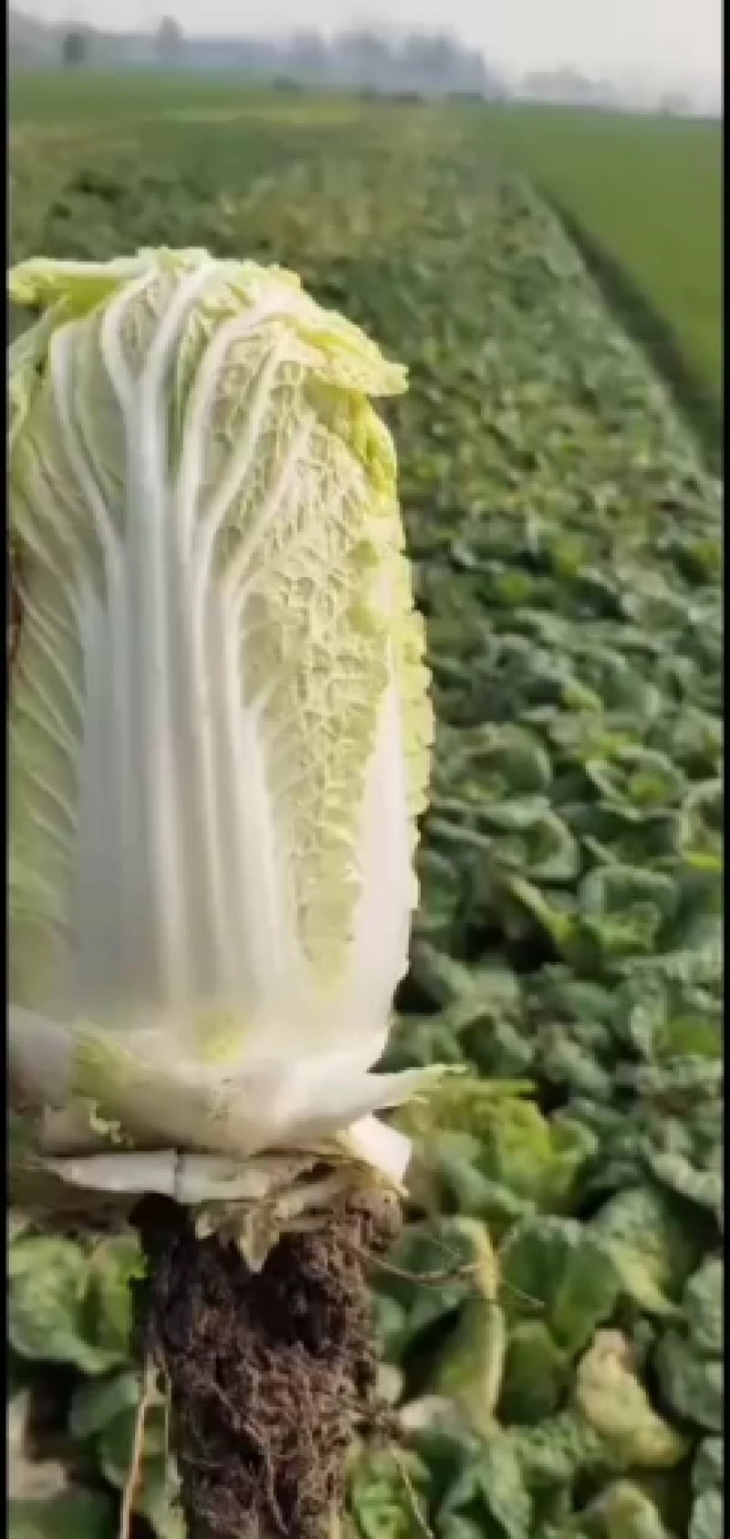 娃娃菜，大量上市中，诚信经营，质量保证代发全国