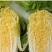 娃娃菜，大量上市中，诚信经营，质量保证代发全国