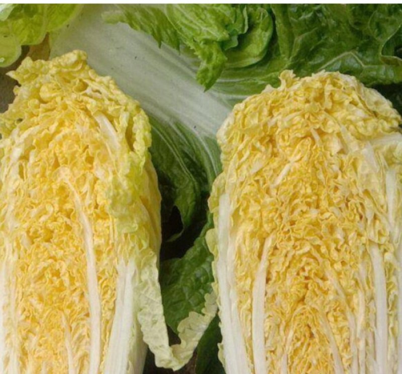 娃娃菜，大量上市中，诚信经营，质量保证代发全国