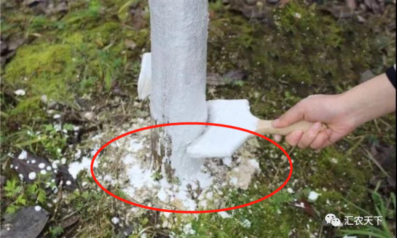 奥丰树干涂白剂防流胶果树腐烂防虫抗冻防日灼果树园树木通用