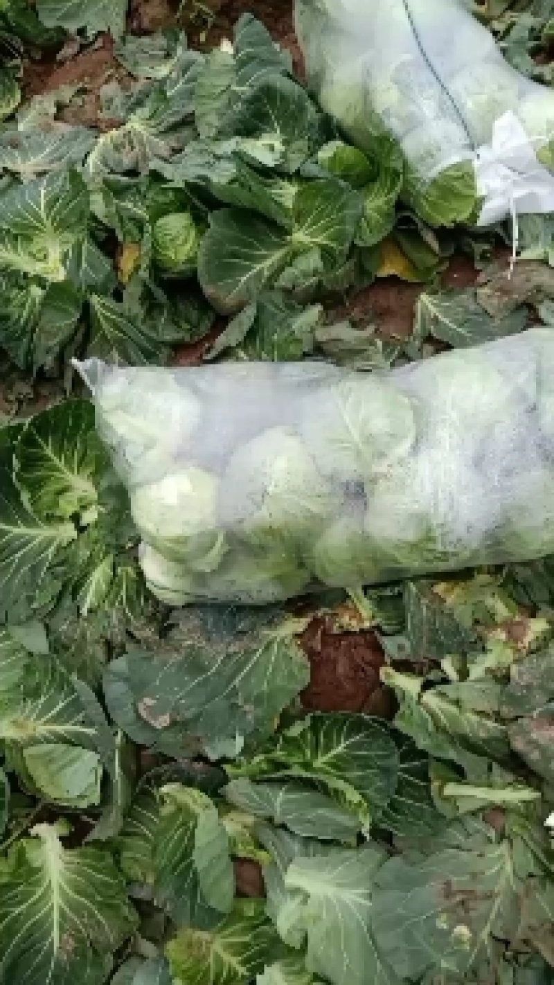 优质包菜大量供应，品质有保证。有需求的老板请联系